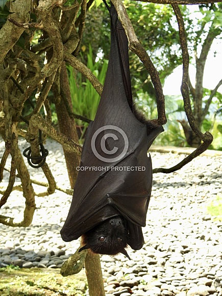 Malayan flying fox