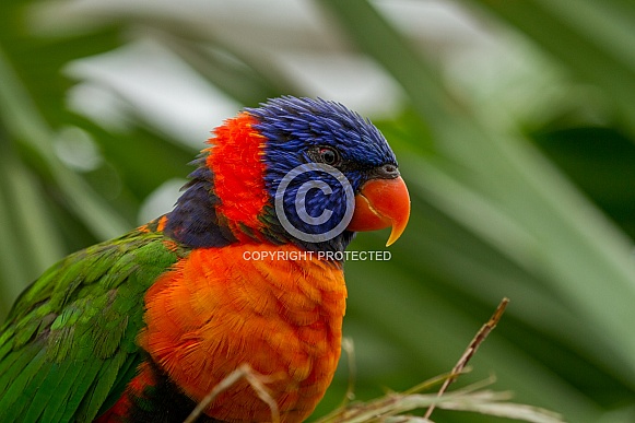 Close-up from a Rainbow lorikeet Close-up from a Rainbow lorikeet