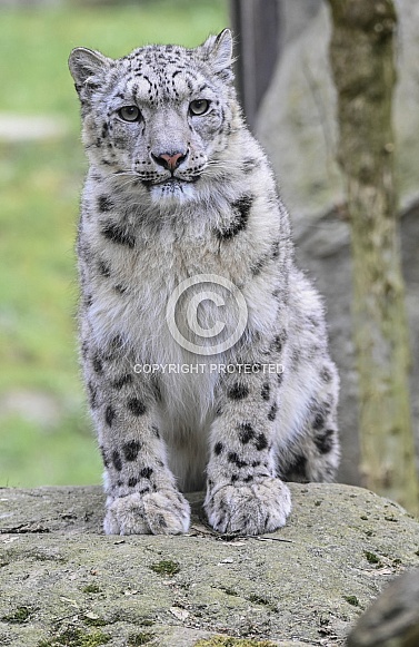 Snow leopard