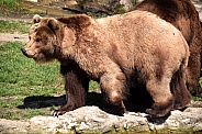 Kamtschatka Brown Bear