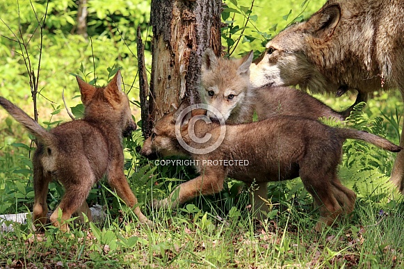 Wolf and Wolf Pups