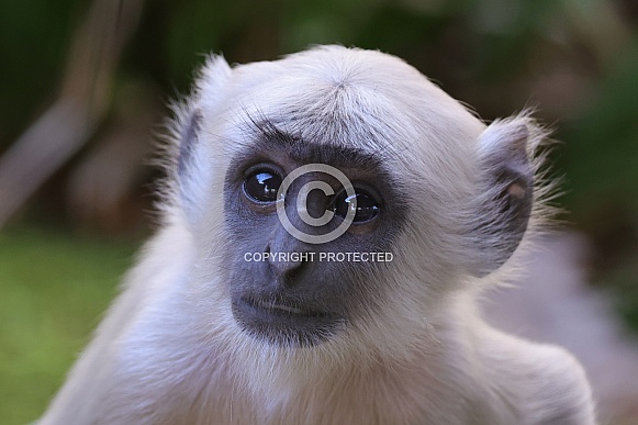 Bengal  Hanuman Langur (Semnopithecus Entellus)