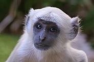 Bengal  Hanuman Langur (Semnopithecus Entellus)