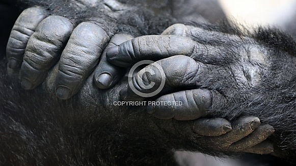Western Lowland Gorilla (Gorilla Gorilla Gorilla) Western Lowland Gorilla (Gorilla Gorilla Gorilla)