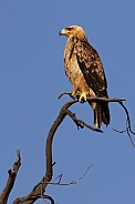 Tawny Eagle - Okavango Delta - Botswana