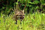 Baby fox in grass