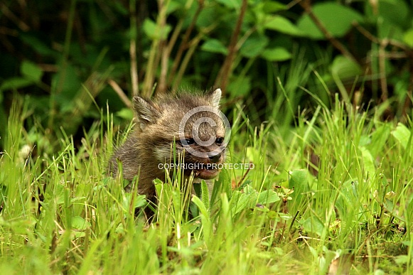 Baby fox in grass