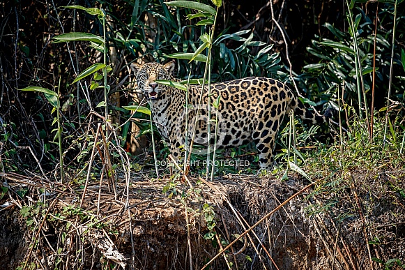 American jaguar in the nature habitat