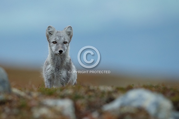 Arctic fox