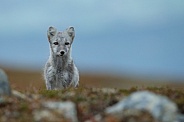Arctic fox