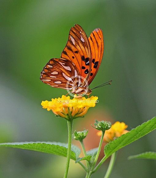 Gulf Fritillary Gulf Fritillary