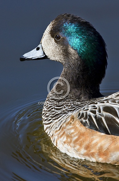 American Wigeon (Anas americana)