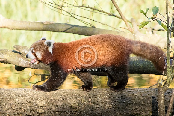 Red panda