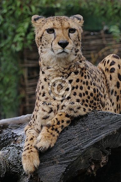 Cheetah