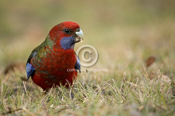 Juvenile Crimson Rosella