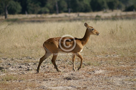 Impala