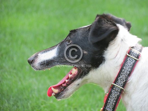 Smoth Fox Terrier Smoth Fox Terrier