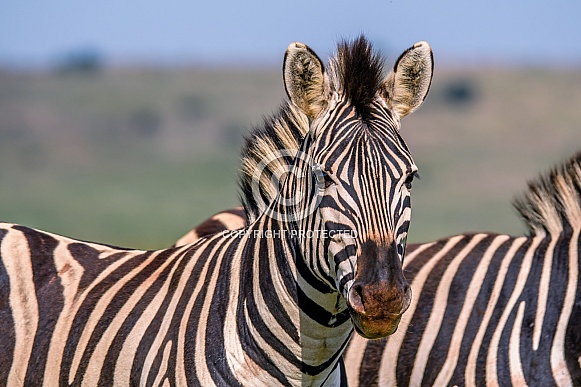 Zebra, South Africa Zebra, South Africa