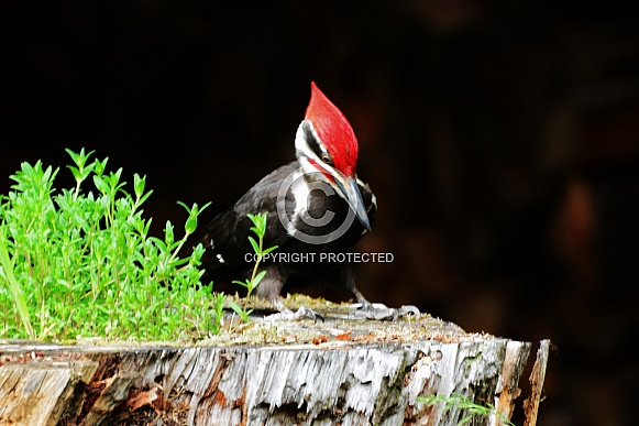 Pileated Woodpecker Pileated Woodpecker