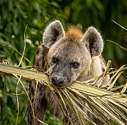 Spotted Hyena carrying palm fran in mouth