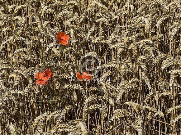 Red Poppy flowers in a crop of wheat Red Poppy flowers in a crop of wheat