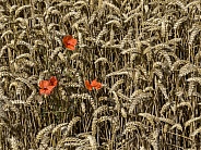 Red Poppy flowers in a crop of wheat