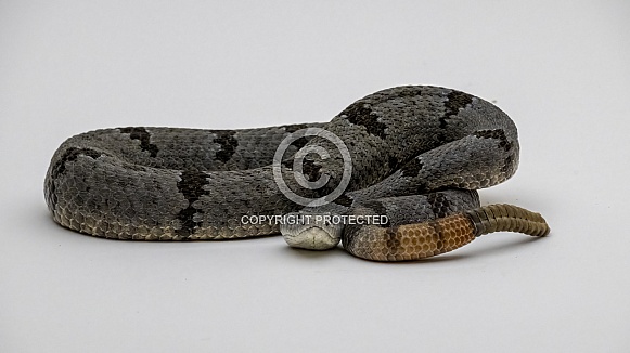 Banded Rock Rattlesnake