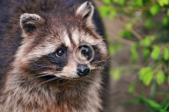 Raccoon