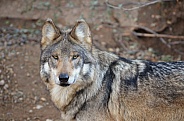 Mexican Grey Wolf (Male)