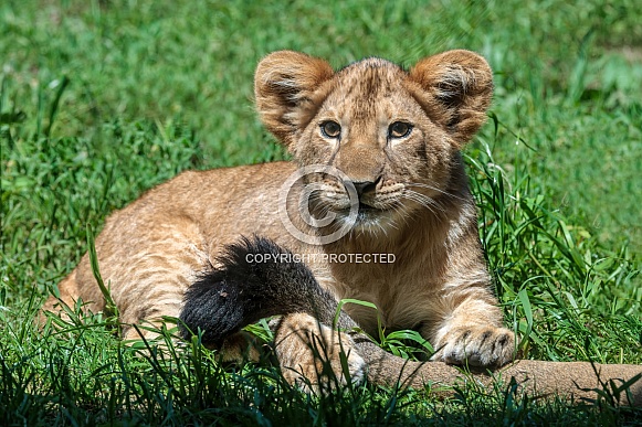 Lion
