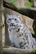 Snowleopard