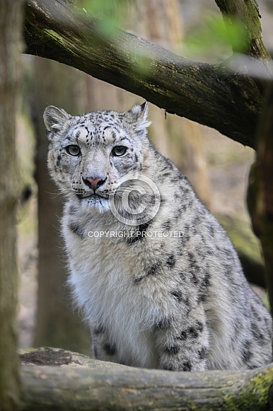 Snowleopard