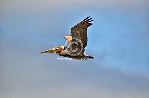 Brown pelican