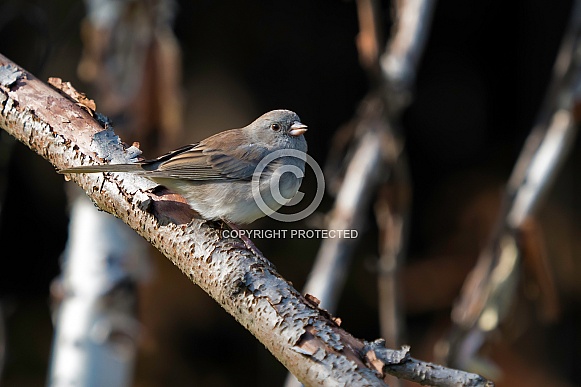 Dark-eyed Junco Sitting on a Tree Branch