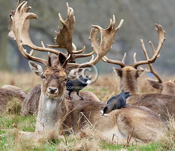 Fallow Deer Stag with nesting Jackdaws