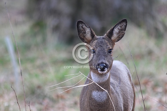 Roe Deer doe