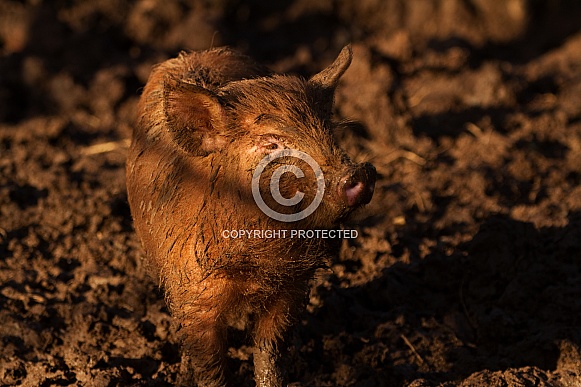 Tamworth Pig Tamworth Pig