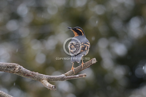 Varied Thrush Varied Thrush