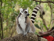 Ring-tailed Lemur (Lemur Catta)