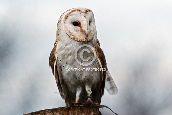 Barn owl, front on
