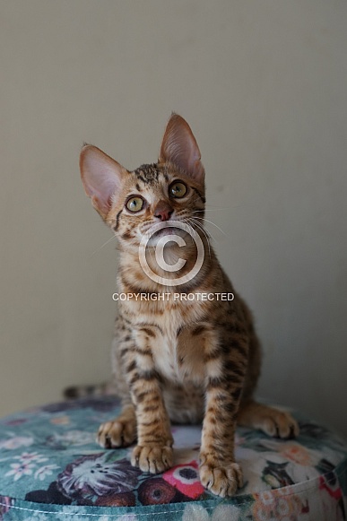 Savannah Cat Savannah Cat