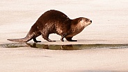Northern River Otters