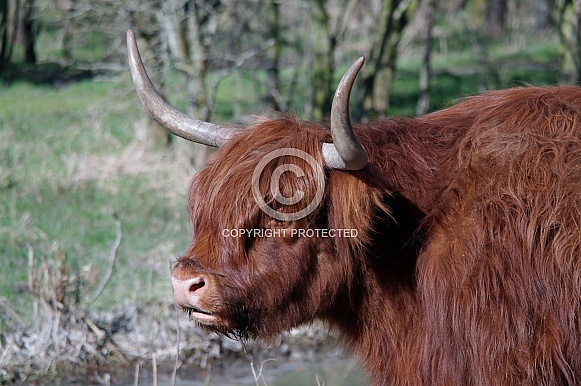 Scottish Highland Cow