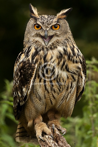 European Eagle Owl (Buba bubo)