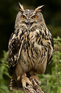 European Eagle Owl (Buba bubo)