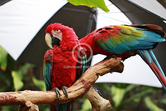 Green-Winged Macaw Green-Winged Macaw