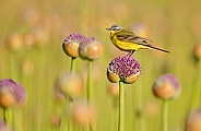 Yellow Wagtail bird