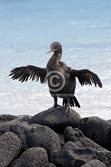 Flightless Cormorant - Galapagos Islands - Ecuador Flightless Cormorant - Galapagos Islands - Ecuador