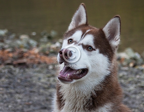 Husky