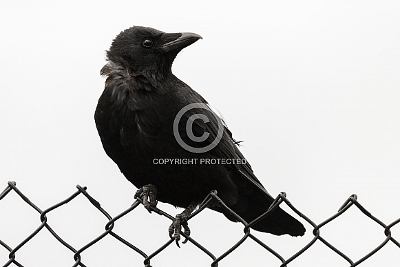 Crow on fence